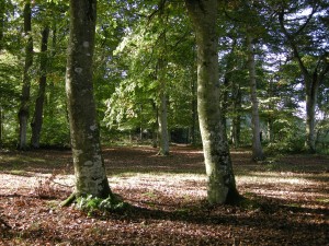 bois étang d'Ouée